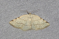 Stegania trimaculata-8376- Castelneau de gers - 19/04/26