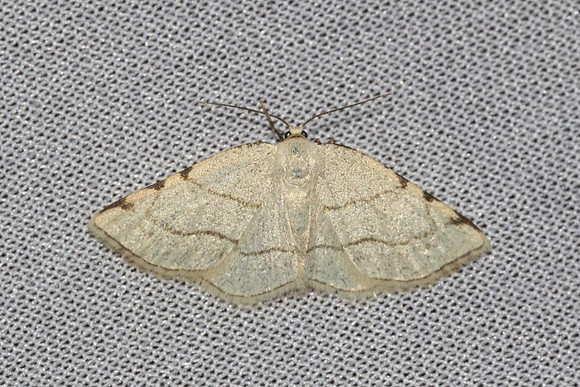 Stegania trimaculata-8376- Castelneau de gers - 19/04/26