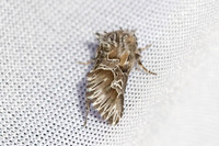 Amephana aurita - 8537 - Castelnau de Guers - 19/04/26