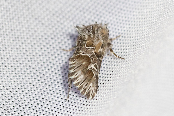 Amephana aurita - 8537 - Castelnau de Guers - 19/04/26