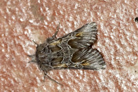 Amephana aurita-8538 - Castelnau de Guers - 19/04/26