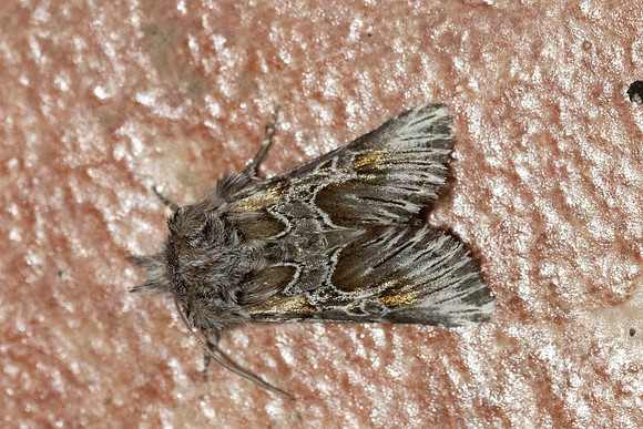 Amephana aurita-8538 - Castelnau de Guers - 19/04/26
