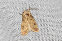 Agrotis puta - 8216 - Castelnau de guers - 16/04/26