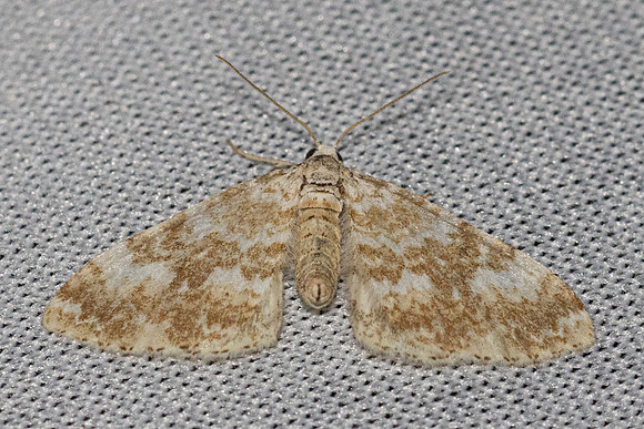 Perizoma flavofasciata-8225 - Castelnau le guers - 20/04/26