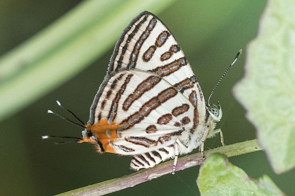 Spindasis syama terana -7650 - Koh Samui - 16/03/23