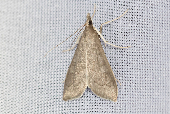 Mecyna asinalis-8416