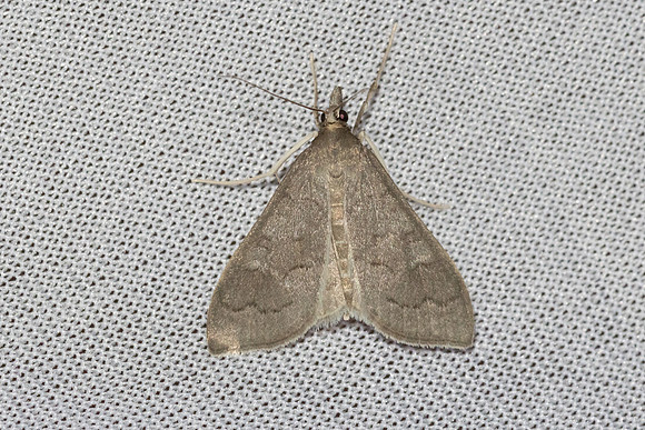 Mecyna asinalis-8410