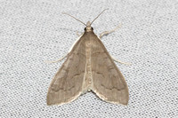 Mecyna asinalis - 8418 - Castelnau de Guers