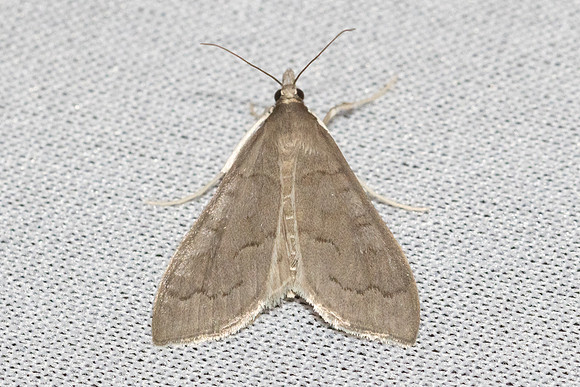 Mecyna asinalis - 8418 - Castelnau de Guers