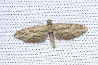 Eupithecia oxycedrata-8580 - Castelnau de Guers