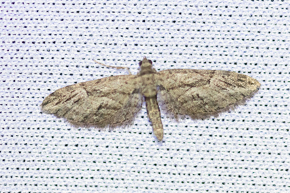 Eupithecia oxycedrata-8580 - Castelnau de Guers