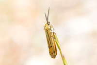 Spiris striata-1513
