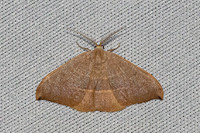 Watsonalla uncinula-0521- Castelnau de Guers - 6/05/26