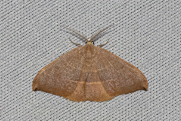 Watsonalla uncinula-0521- Castelnau de Guers - 6/05/26