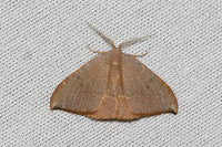 Watsonalla uncinula ♂-0517 - Castelnau de Guers - 6/05/26