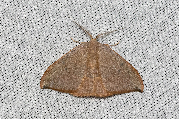 Watsonalla uncinula ♂-0517 - Castelnau de Guers - 6/05/26