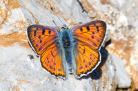 Lycaena alciphron-0644 - Artigues - 7/05/26
