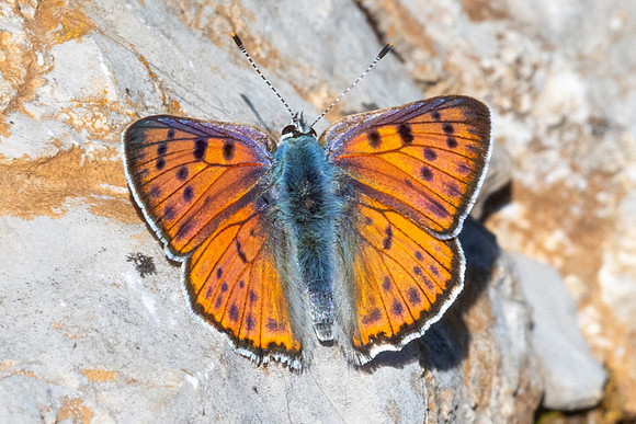 Lycaena alciphron-0644 - Artigues - 7/05/26
