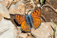 Lycaena alciphron-0735 - Artigues - 7/05/26