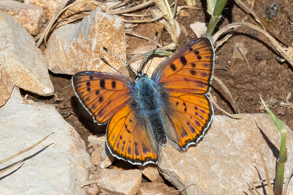 Lycaena alciphron-0735 - Artigues - 7/05/26
