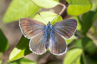 Glaucopsyche alexis ♀-9876 - Le Beausset - 5/05/26