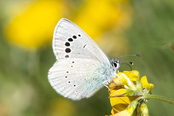 Glaucopsyche alexis ♂-0314 - Le Beausset - 6/05/26