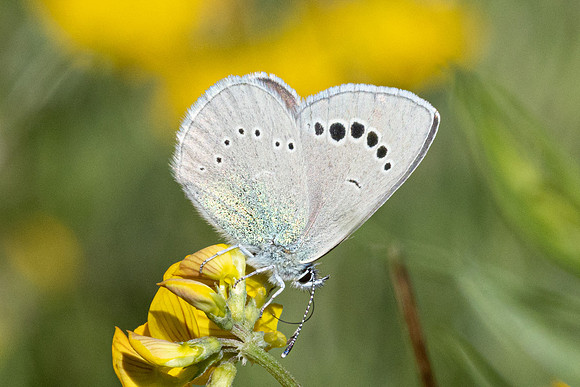 Glaucopsyche alexis ♂-0319 - Le Beausset - 6/05/26