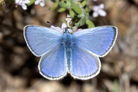 Glaucopsyche alexis ♂ -0184 - Le Beausset - 6/05/26