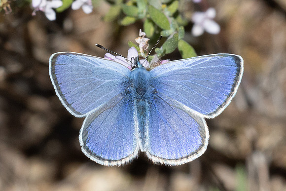 Glaucopsyche alexis ♂ -0184 - Le Beausset - 6/05/26