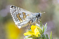 Pyrgus sidae-1124 - Artigues - 7/05/26
