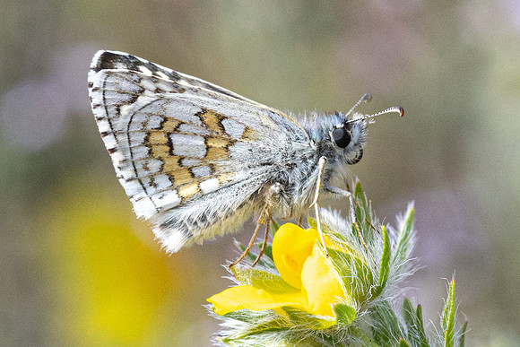 Pyrgus sidae-1124 - Artigues - 7/05/26