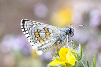 Pyrgus sidae - Yellow banded skipper - Hespérie à bandes jaunes