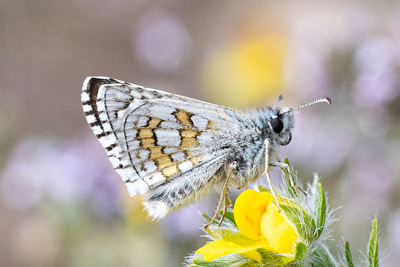 Pyrgus sidae-1122 - Artigues - 7/05/26