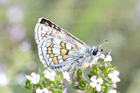 Pyrgus sidae-1160 - Artigues - 7/05/26