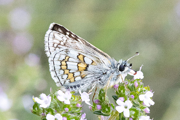 Pyrgus sidae-1160 - Artigues - 7/05/26