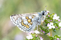 Pyrgus sidae-1166 - Artigues - 7/05/26