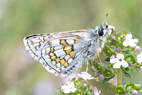 Pyrgus sidae-1166 - Artigues - 7/05/26