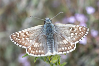 Pyrgus sidae-1145 - Artigues - 7/05/26