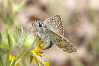 Pyrgus sidae-1267 - Artigues - 7/05/26