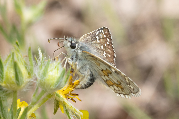 Pyrgus sidae-1267 - Artigues - 7/05/26