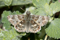 Muschampia baeticus - Southern Marbled Skipper - Hespérie de la ballote