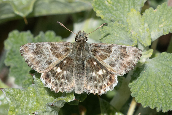 Carcharodus baeticus-0775 - Artigues - 7/05/26