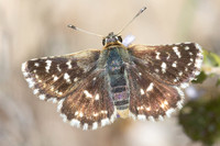 Spialia sertorius-1097 - Artigues - 7/05/26