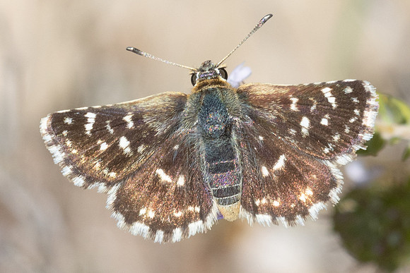Spialia sertorius-1097 - Artigues - 7/05/26