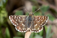 Spialia sertorius-1548 - Le Beausset - 8/05/26