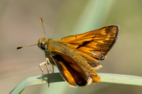 Ochlodes sylvanus-1491 - Aix en Provence - 9/05/26