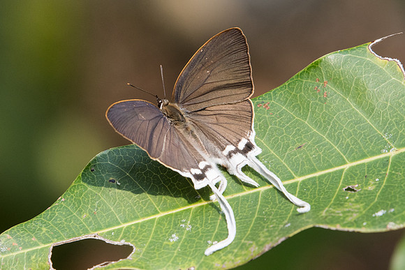 Cheritra freja-0148 - Doi Suthep - 7/03/23