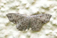 Cyclophora pendularia-9127