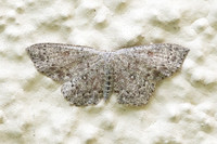 Cyclophora pendularia-9126 - Lesigny - 27/04/26