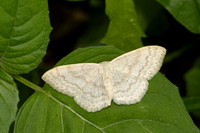 Scopula floslactata-9420